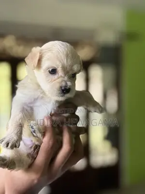 0-1 month Male Mixed Breed Poodle