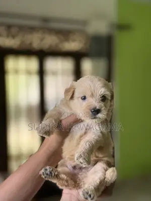 0-1 month Male Mixed Breed Poodle
