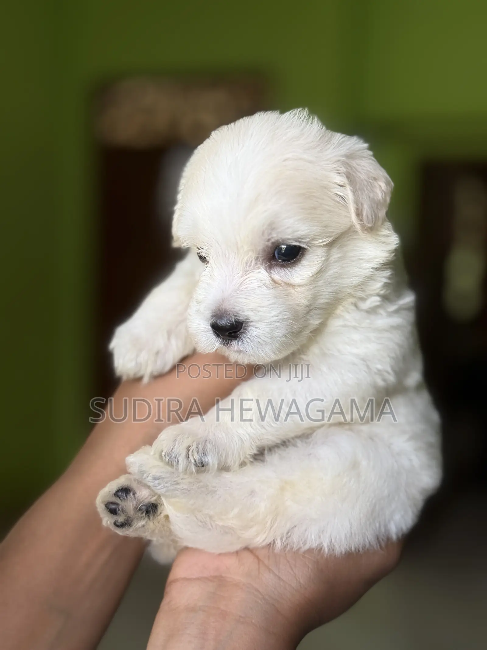 0-1 month Male Mixed Breed Poodle