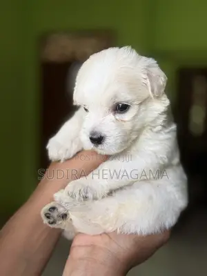 0-1 month Male Mixed Breed Poodle