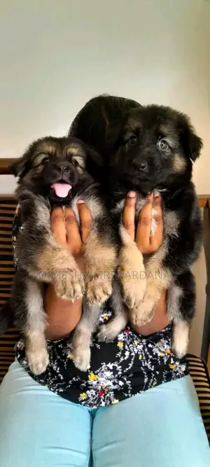 Photo - 0-1 month Male Purebred German Shepherd