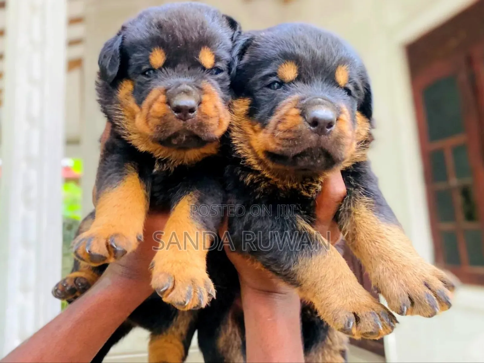 0-1 month Male Purebred Rottweiler