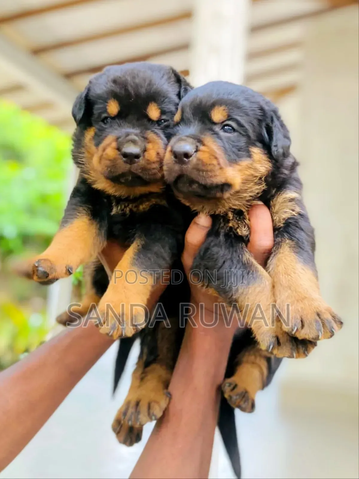 0-1 month Male Purebred Rottweiler