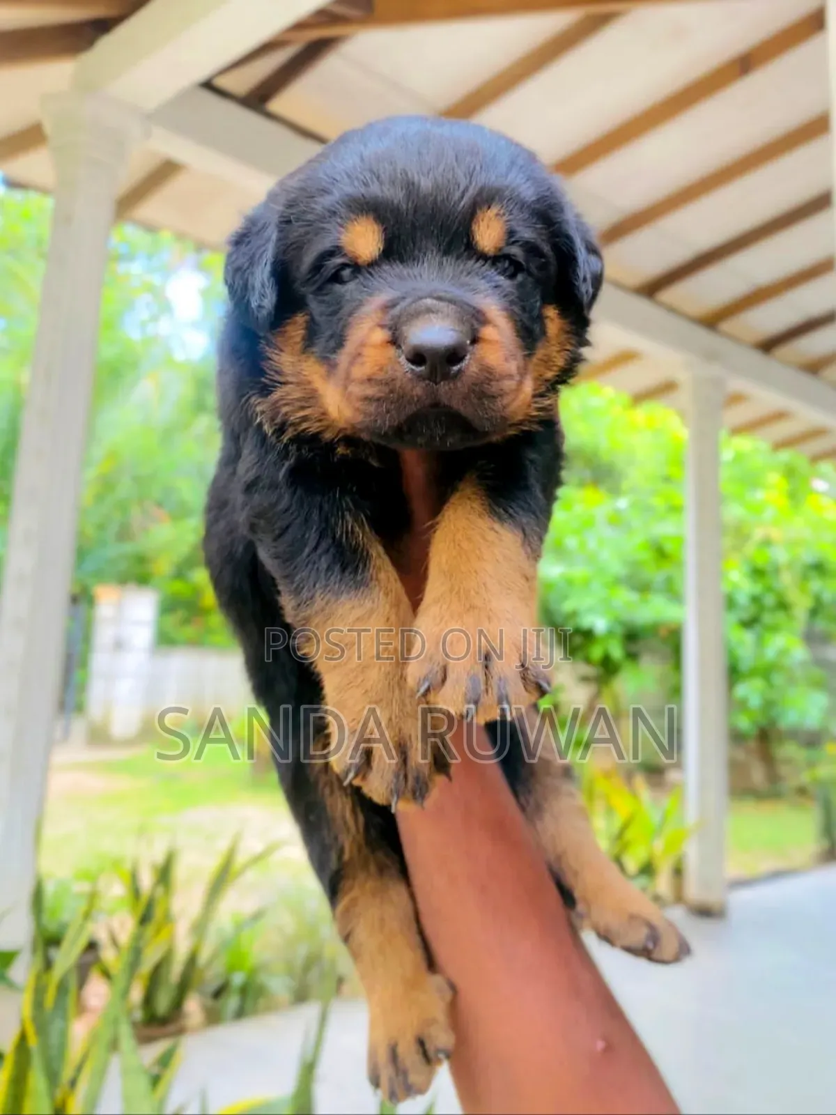 0-1 month Male Purebred Rottweiler