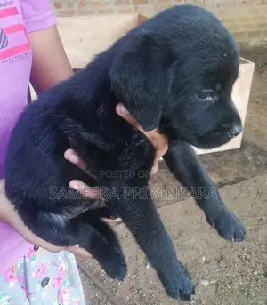 Photo - 1-3 months Female Mixed Breed Rottweiler