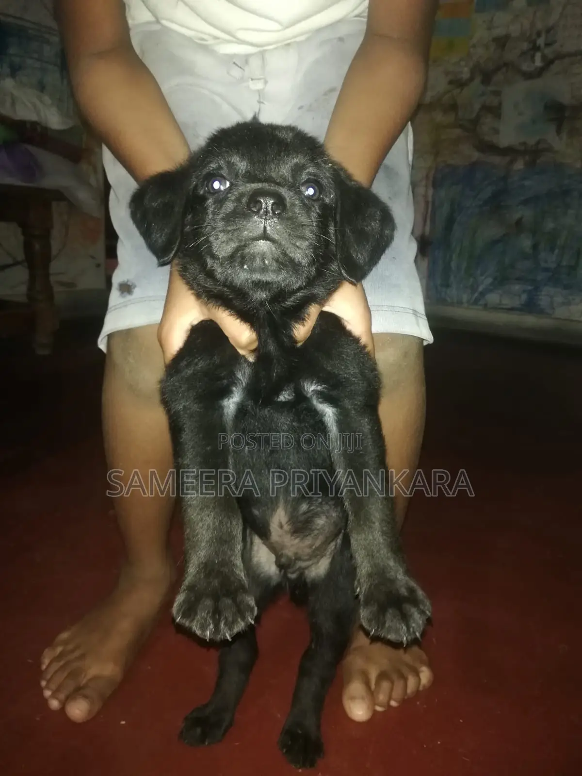 1-3 months Female Mixed Breed Rottweiler