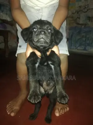 1-3 months Female Mixed Breed Rottweiler