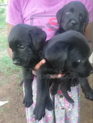 1-3 months Female Mixed Breed Rottweiler