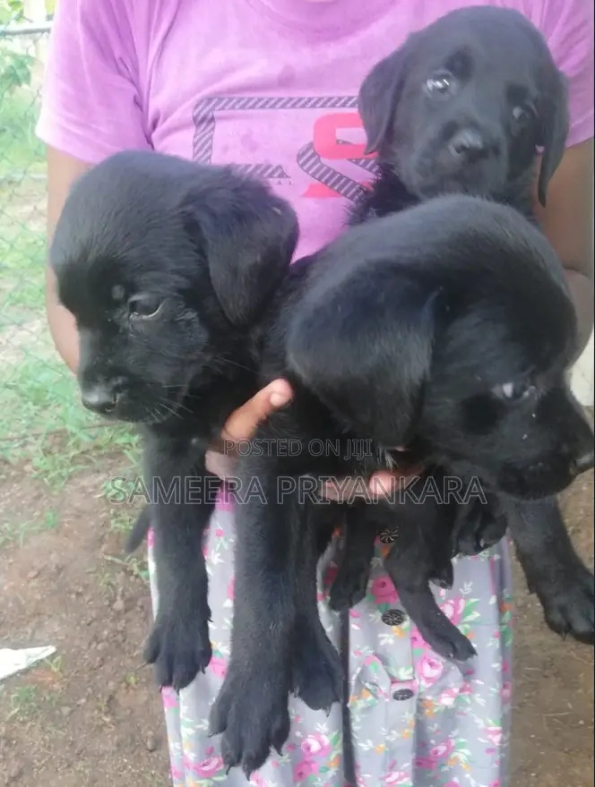 1-3 months Female Mixed Breed Rottweiler