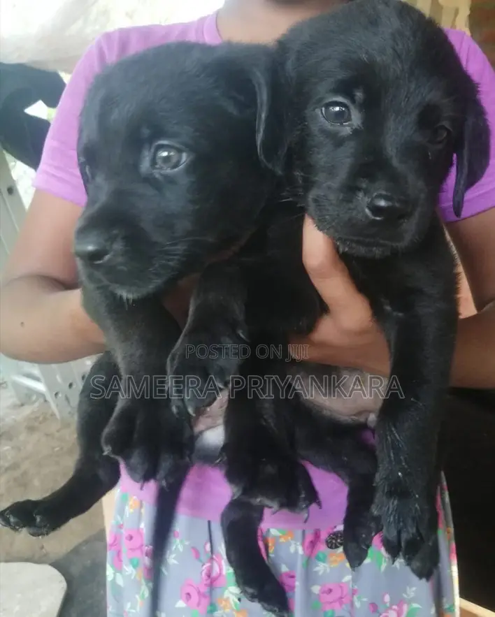 1-3 months Female Mixed Breed Rottweiler