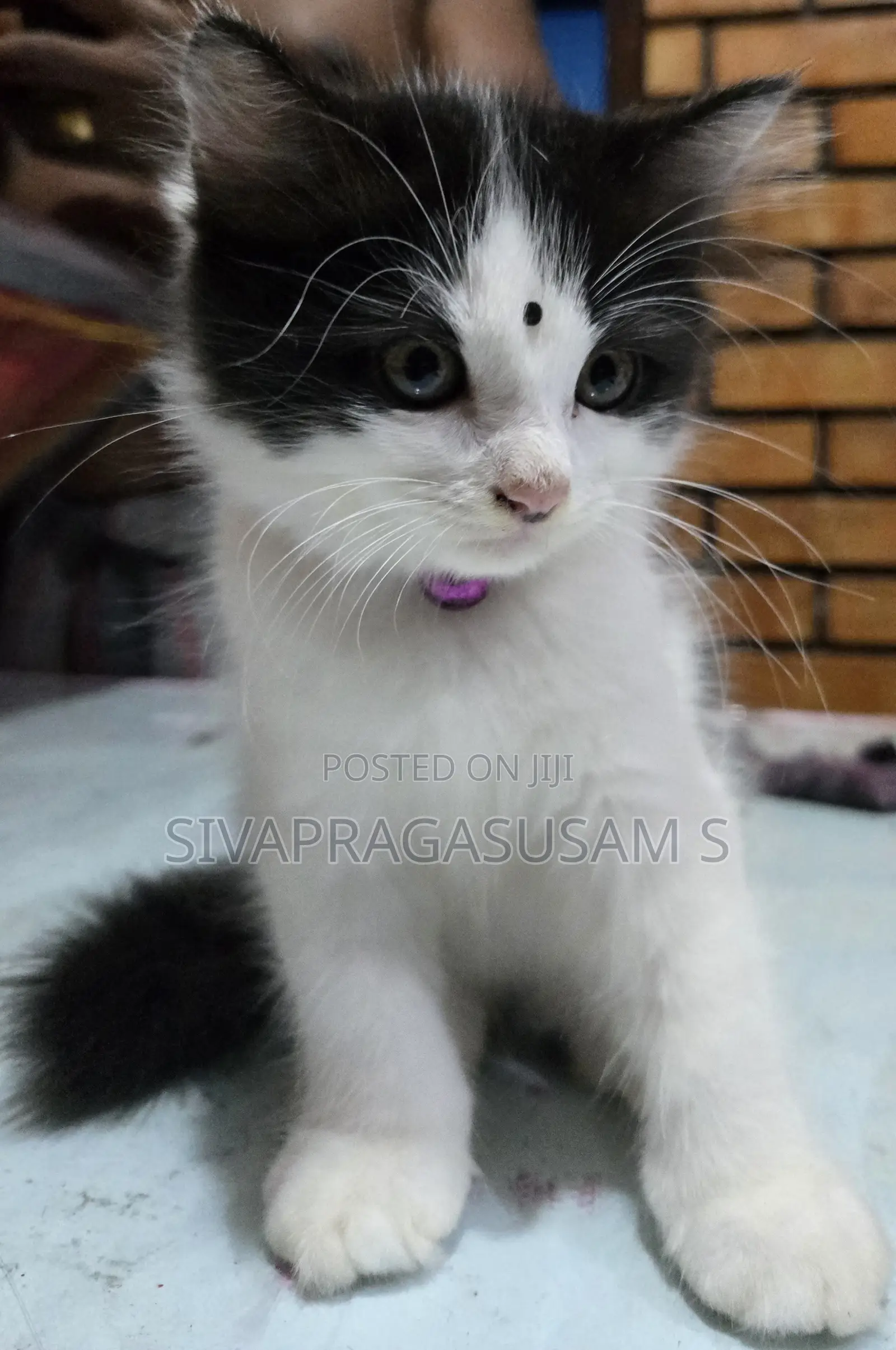 1-3 months Male Purebred Persian