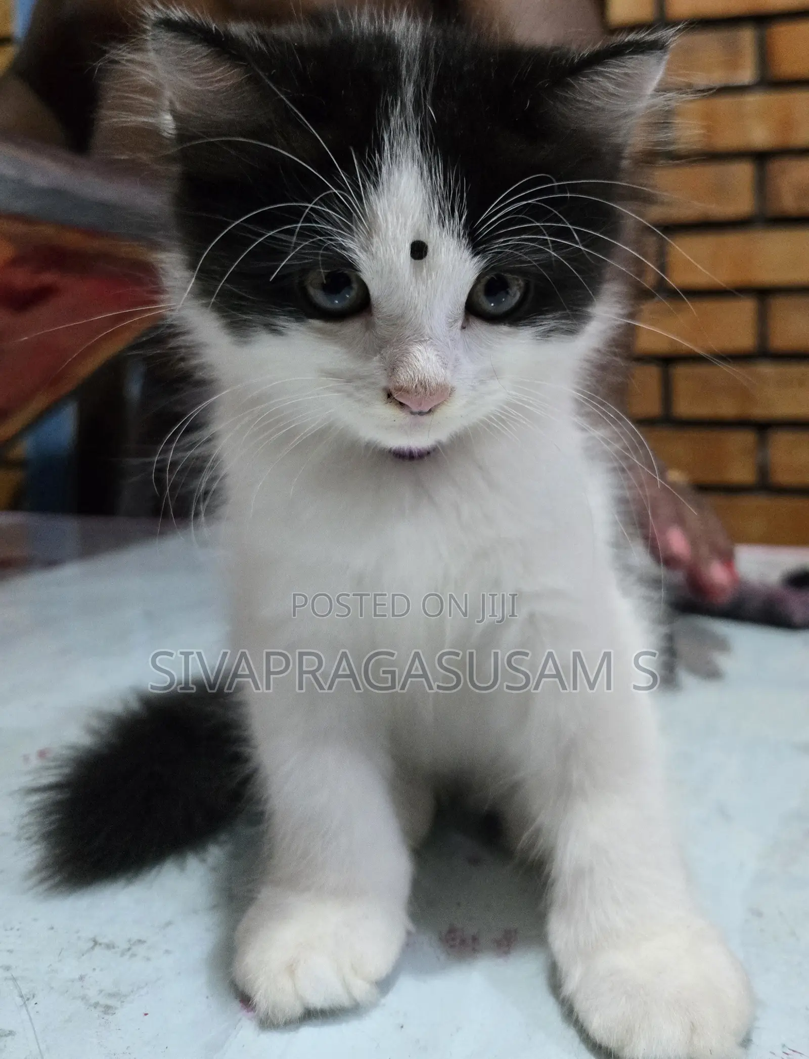 1-3 months Male Purebred Persian