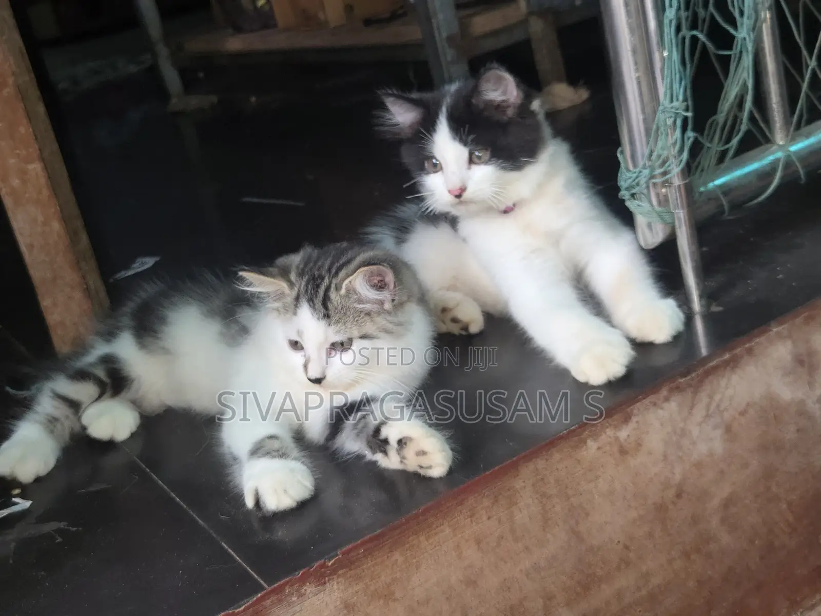 1-3 months Male Purebred Persian