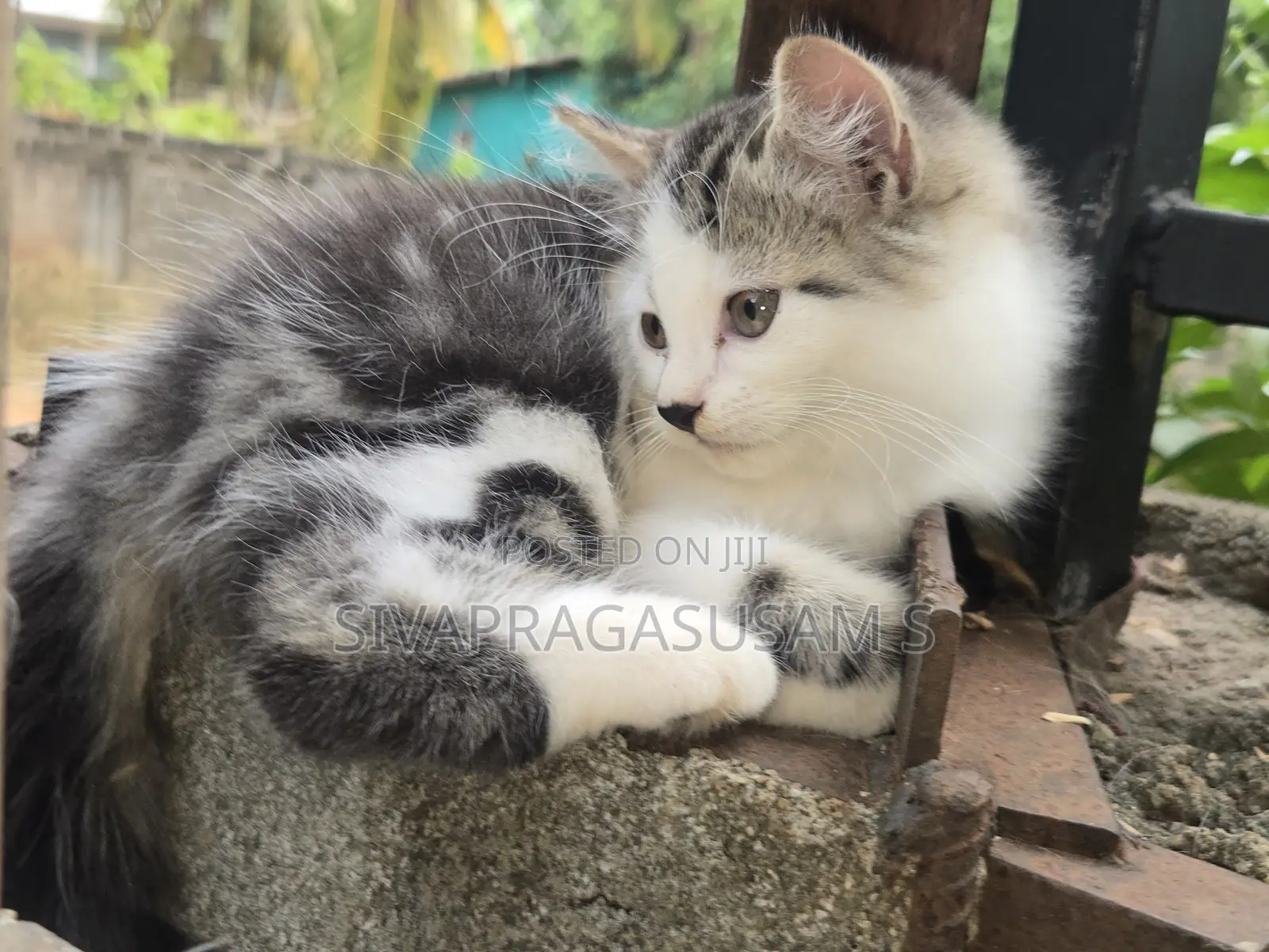 1-3 months Male Purebred Persian