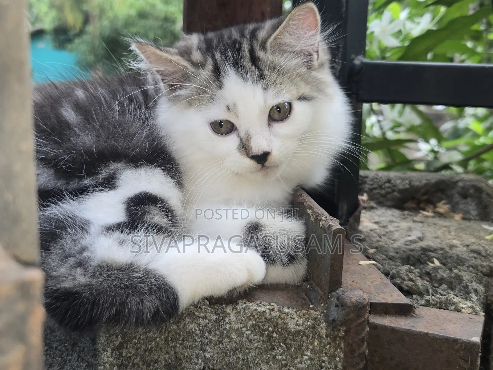 1-3 months Male Purebred Persian