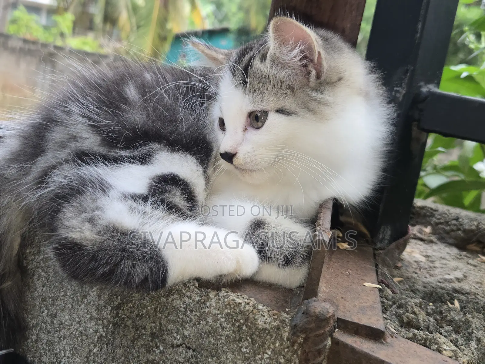 1-3 months Male Purebred Persian