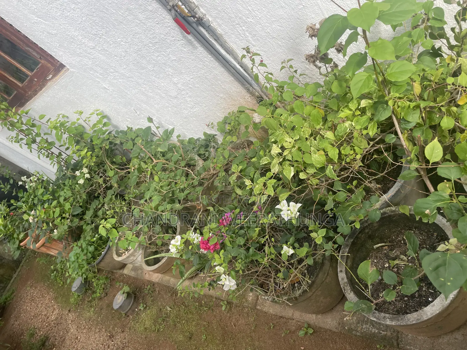 Bougainvillea Plants