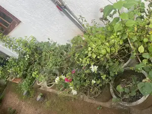 Bougainvillea Plants