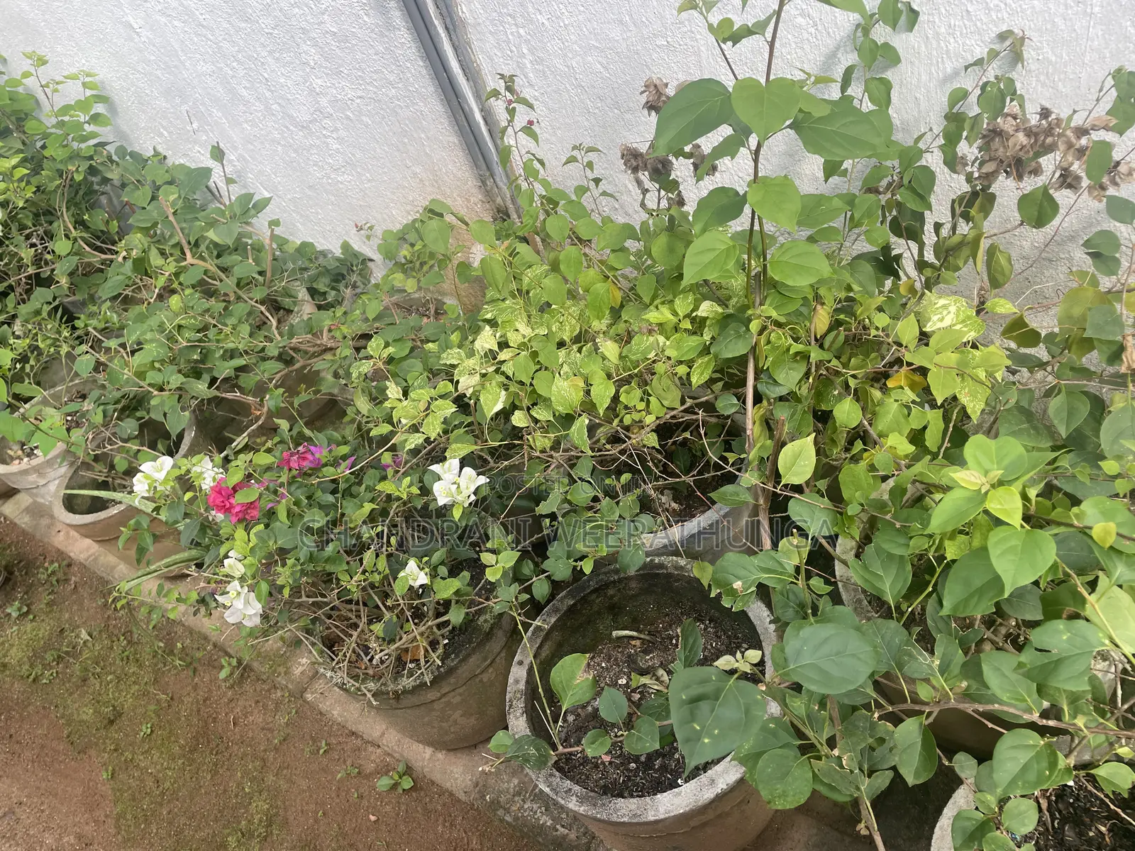 Bougainvillea Plants