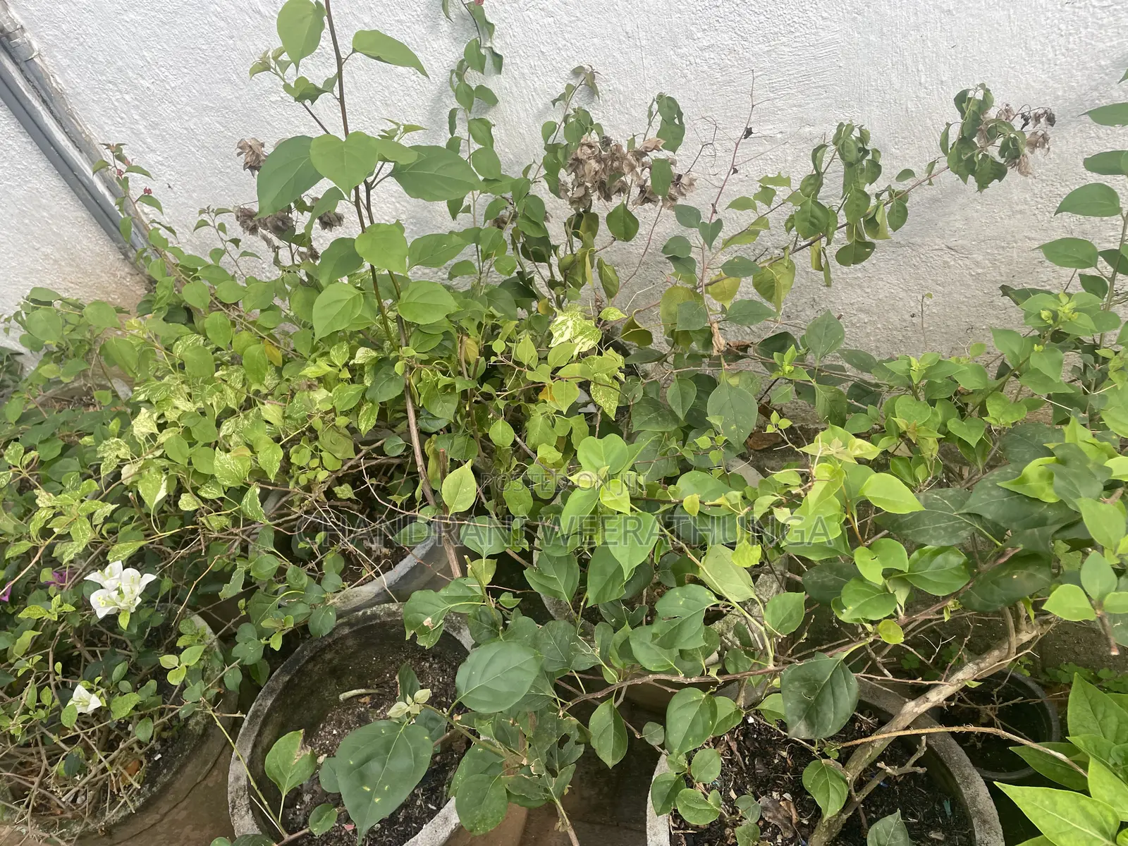 Bougainvillea Plants