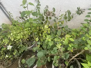 Bougainvillea Plants