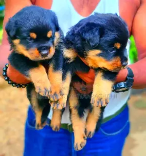 Photo - 1-3 months Male Purebred Rottweiler