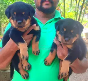 1-3 months Male Purebred Rottweiler