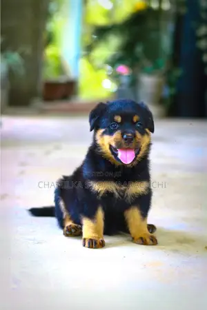 1-3 months Male Purebred Rottweiler