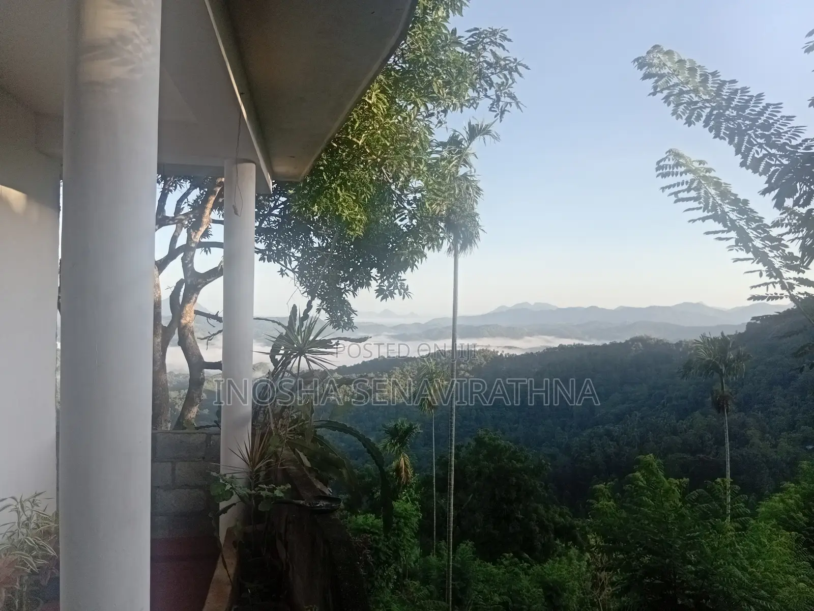 House With Tea Land for Sale