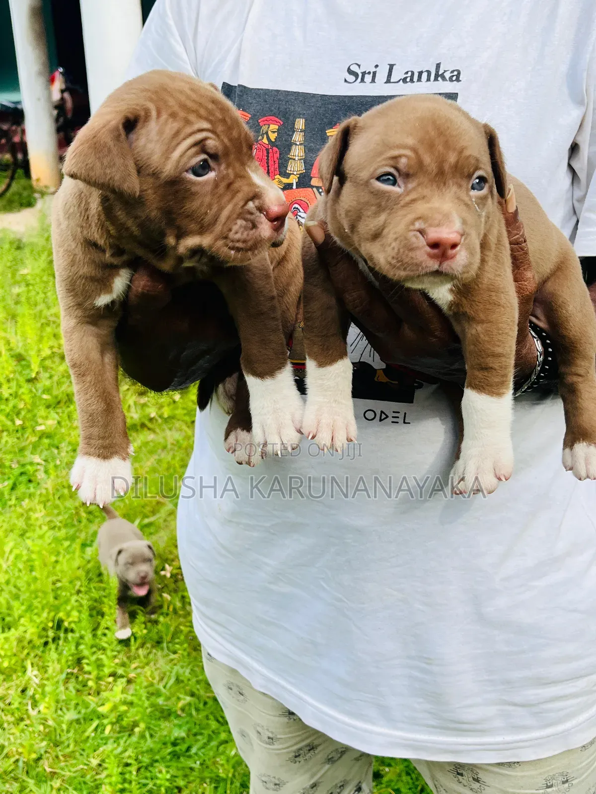 1-3 months Female Purebred American Bully