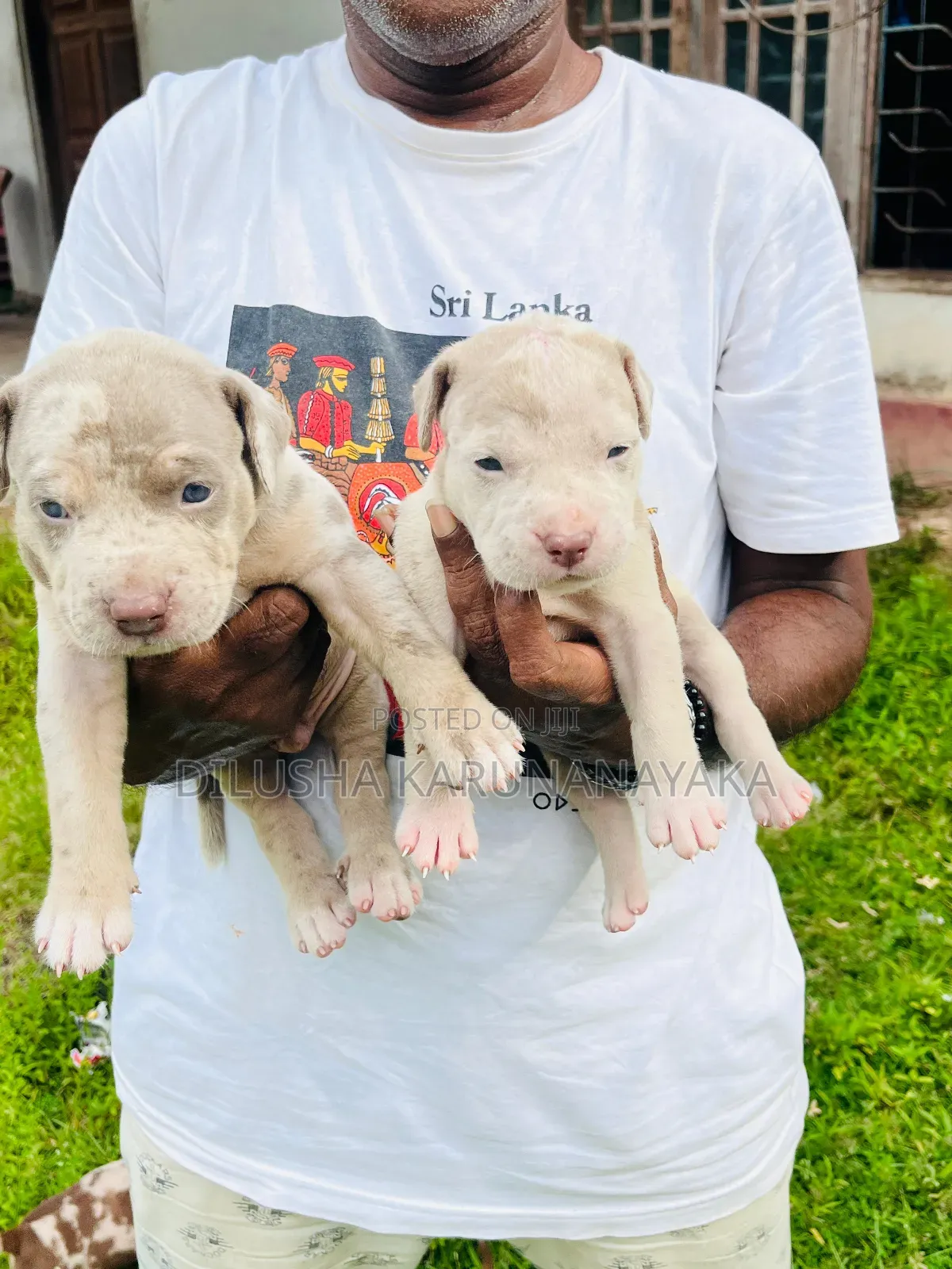 1-3 months Female Purebred American Bully