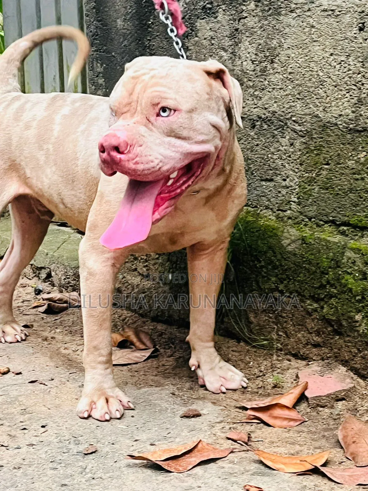 1-3 months Female Purebred American Bully