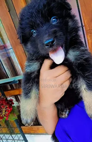 Photo - 0-1 month Male Purebred German Shepherd