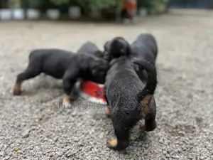 Photo - 0-1 month Female Mixed Breed Rottweiler