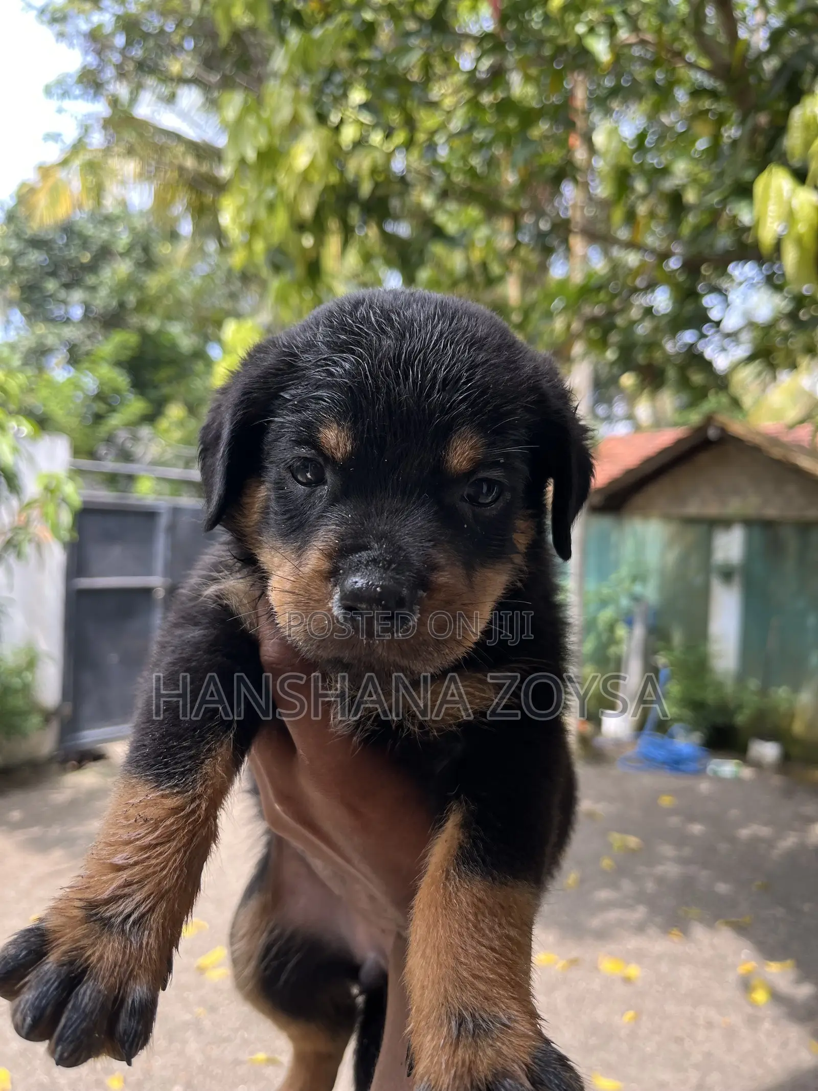 0-1 month Female Mixed Breed Rottweiler