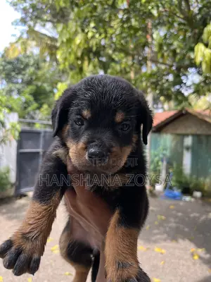 0-1 month Female Mixed Breed Rottweiler