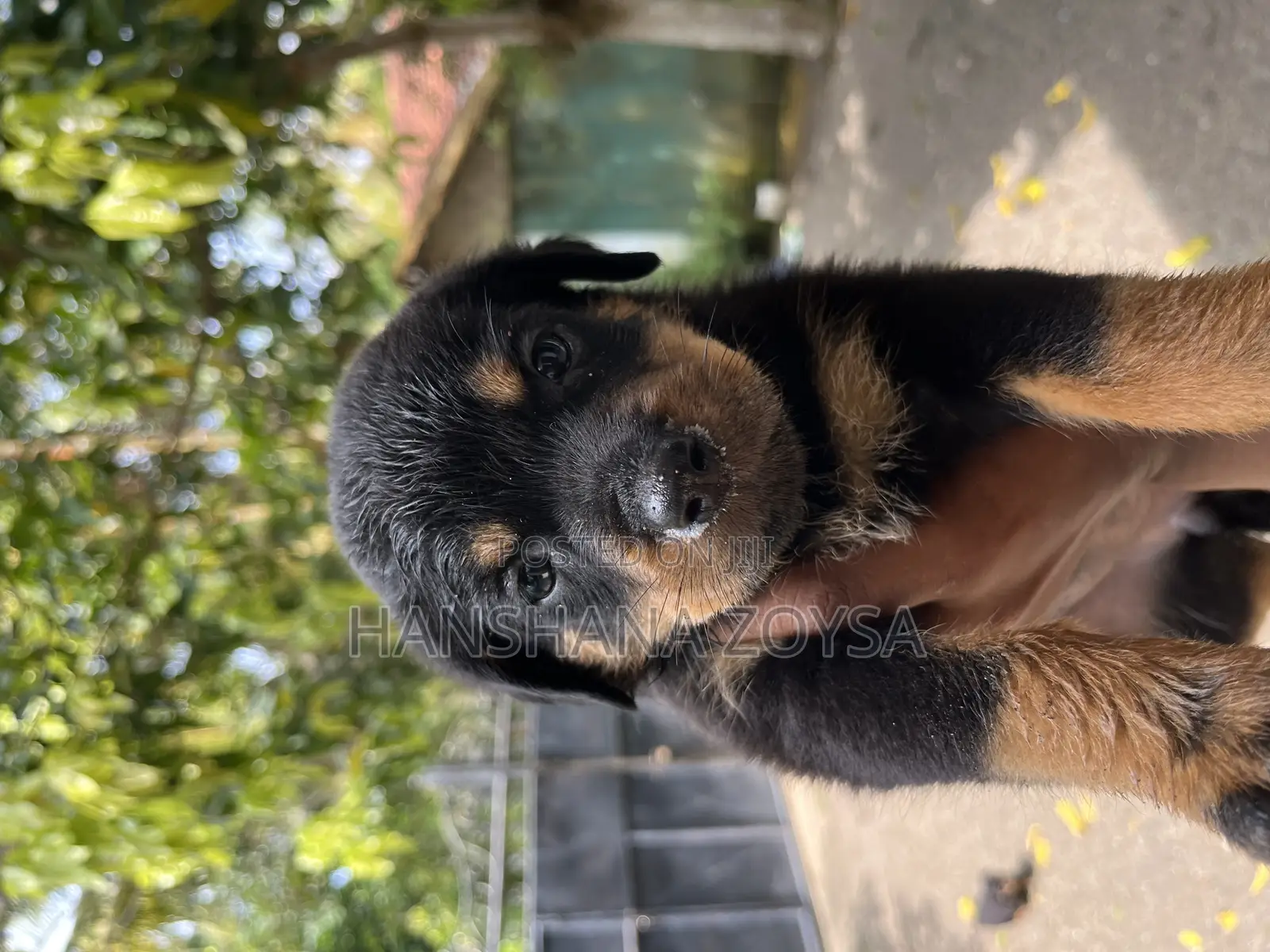 0-1 month Female Mixed Breed Rottweiler