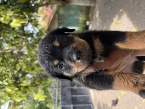 0-1 month Female Mixed Breed Rottweiler