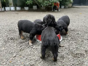 0-1 month Female Mixed Breed Rottweiler