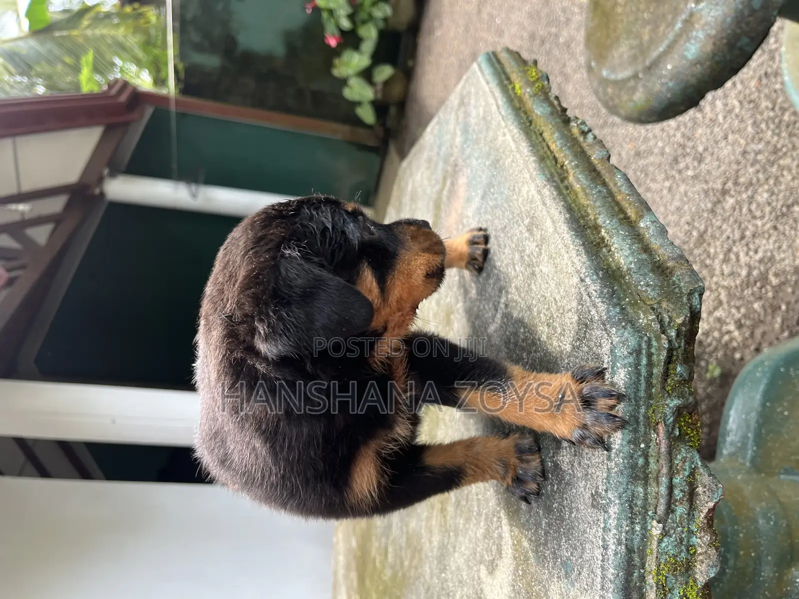 0-1 month Female Mixed Breed Rottweiler