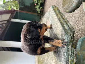 0-1 month Female Mixed Breed Rottweiler