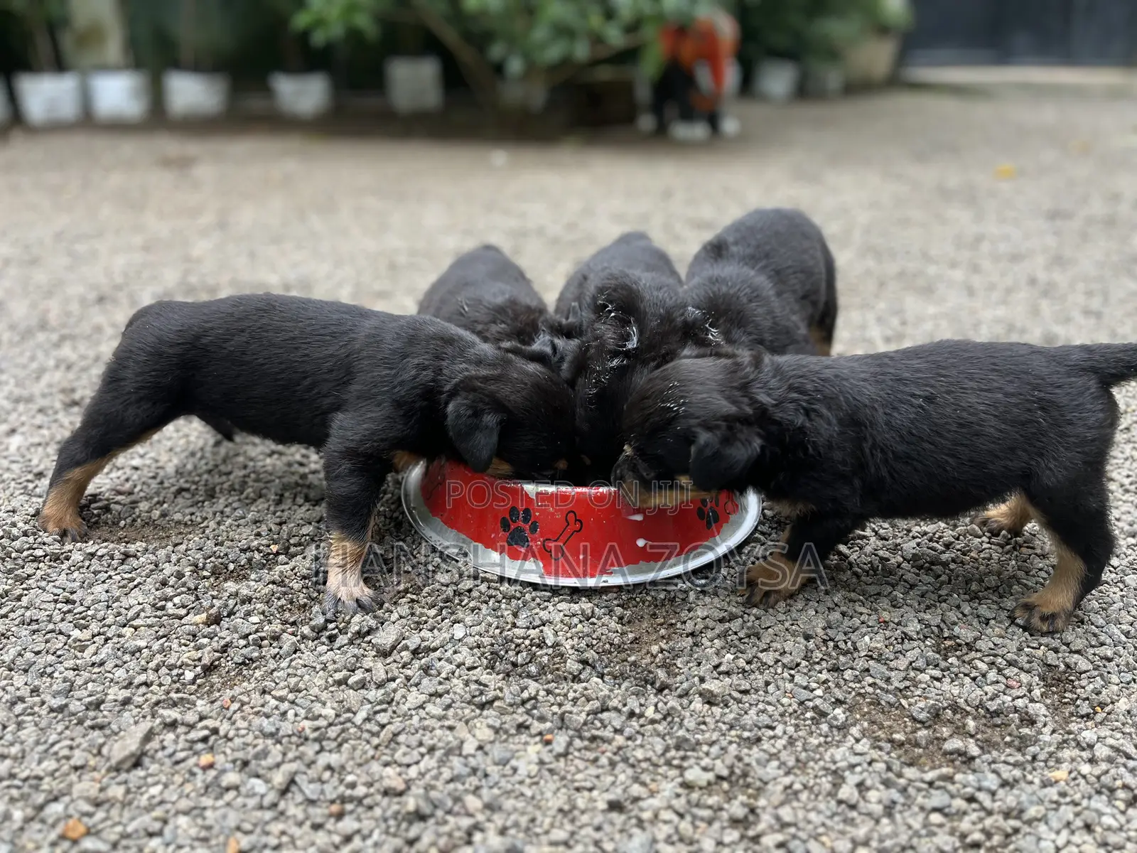 0-1 month Female Mixed Breed Rottweiler