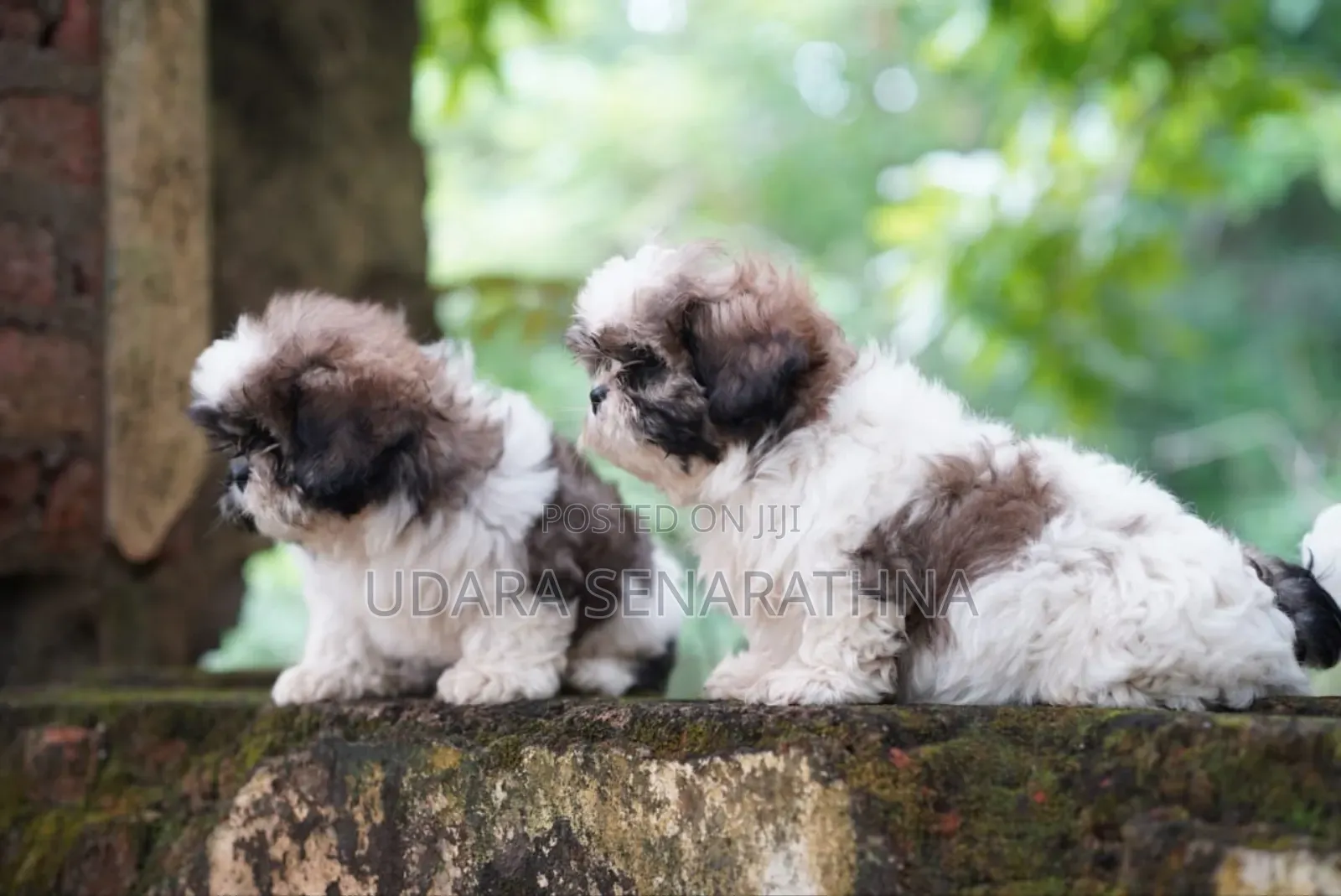 0-1 month Female Purebred Shih Tzu