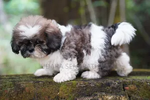 0-1 month Female Purebred Shih Tzu