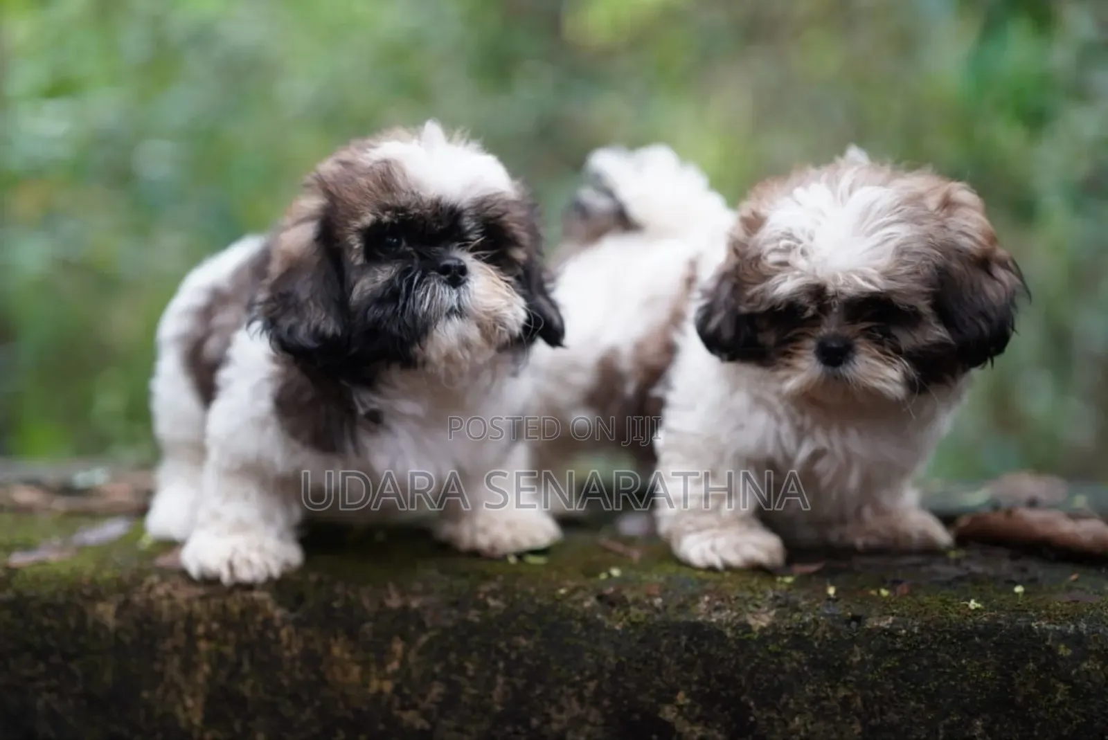 0-1 month Female Purebred Shih Tzu