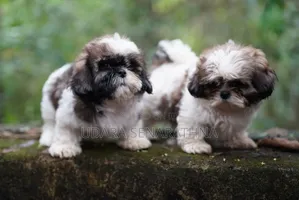 0-1 month Female Purebred Shih Tzu