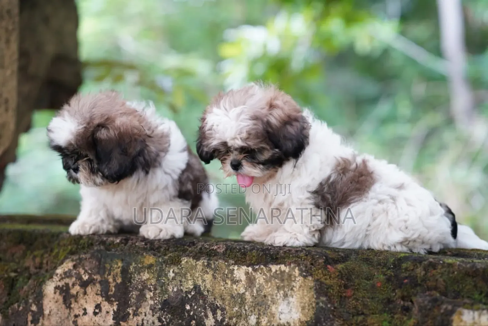 0-1 month Female Purebred Shih Tzu