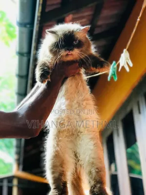 1+ year Male Purebred Himalayan