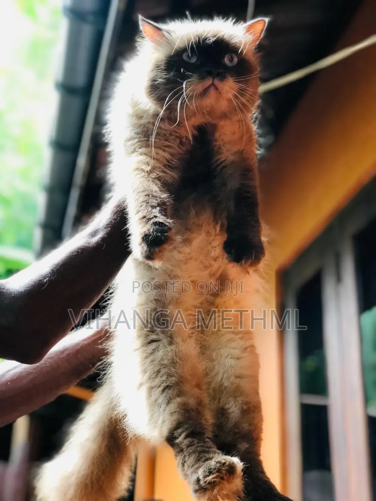 1+ year Male Purebred Himalayan