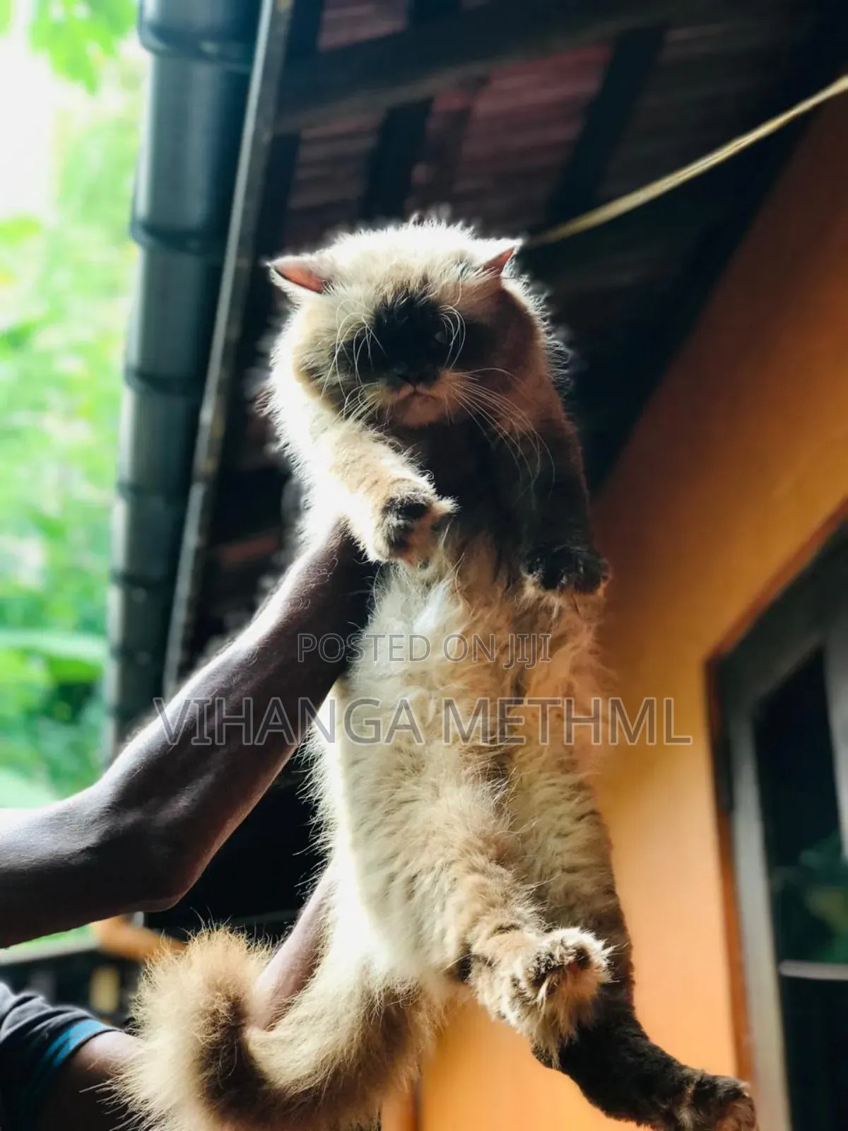 1+ year Male Purebred Himalayan